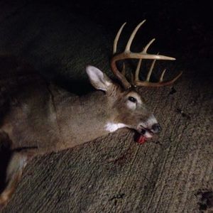 Meet your Posher, Tytan